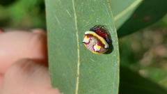 Poecilopachys australasia