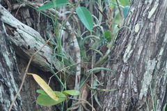 Tillandsia paucifolia
