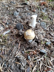 Amanita junquillea
