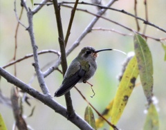 Lampornis clemenciae