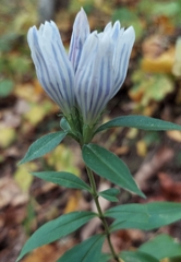 Gentiana decora