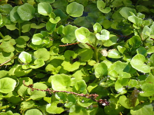 Image of Nasturtium floridanum by (c) mfeaver, some rights reserved (CC BY)