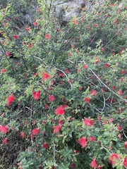 Calliandra californica