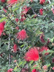 Calliandra californica