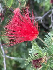 Calliandra californica