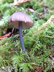 Cyanula