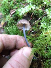 Cyanula