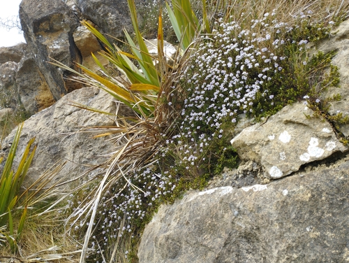 Maccaskill's hebe (Veronica maccaskillii)