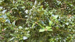 Buxus sempervirens