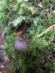 Cyanula