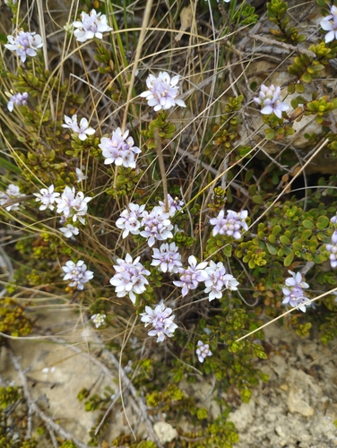 Image of Veronica maccaskillii by (c) Joe Potter Butler, some rights reserved (CC BY)