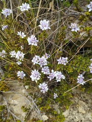 Veronica maccaskillii