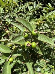 Psidium
