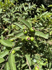 Psidium