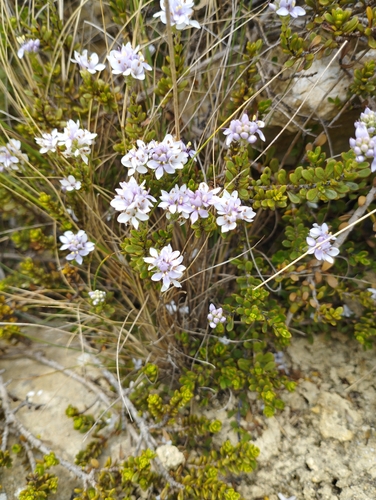 Image of Veronica maccaskillii by (c) Joe Potter Butler, some rights reserved (CC BY)