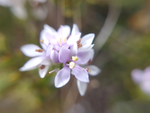 Image of Veronica maccaskillii by (c) Joe Potter Butler, some rights reserved (CC BY)