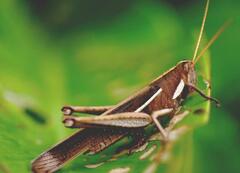 Schistocerca flavofasciata