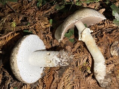 Agaricus deardorffensis