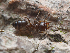 Crematogaster cerasi