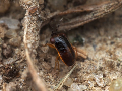 Geocoris uliginosus