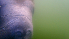 Trichechus manatus