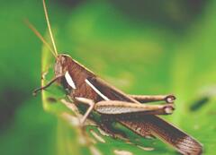 Schistocerca flavofasciata