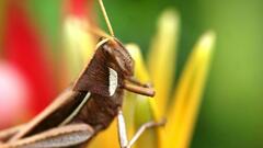 Schistocerca flavofasciata