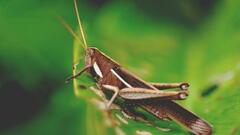 Schistocerca flavofasciata