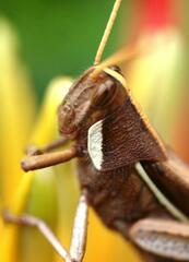 Schistocerca flavofasciata