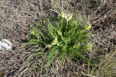 Oxytropis muricata