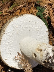 Agaricus deardorffensis