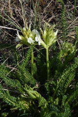 Oxytropis muricata