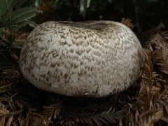 Agaricus deardorffensis