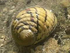 Nerita versicolor