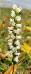 Spiranthes arcisepala