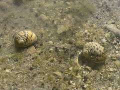 Nerita versicolor