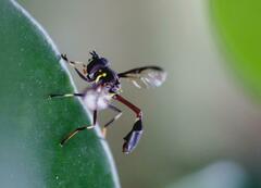 Salpingogaster