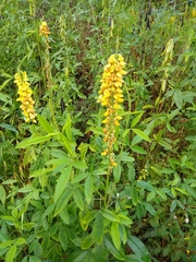 Crotalaria pallida