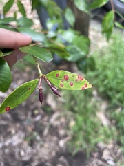 Austropuccinia psidii