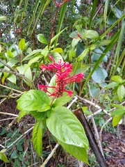 Odontonema cuspidatum
