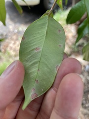 Austropuccinia psidii