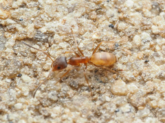 Forelius pruinosus