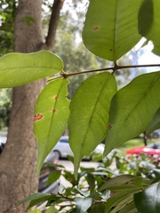 Austropuccinia psidii
