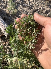 Lomatium multifidum