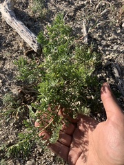 Lomatium multifidum