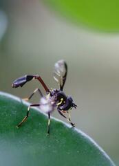 Salpingogaster