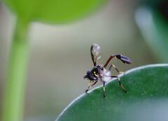 Salpingogaster