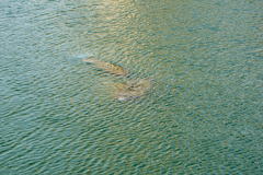 Trichechus manatus