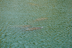 Trichechus manatus