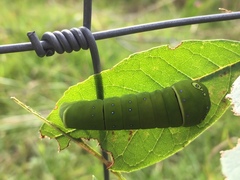 Papilio multicaudata multicaudata